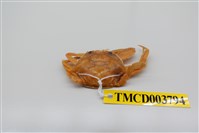 藏品(銀光單梭蟹)的圖片